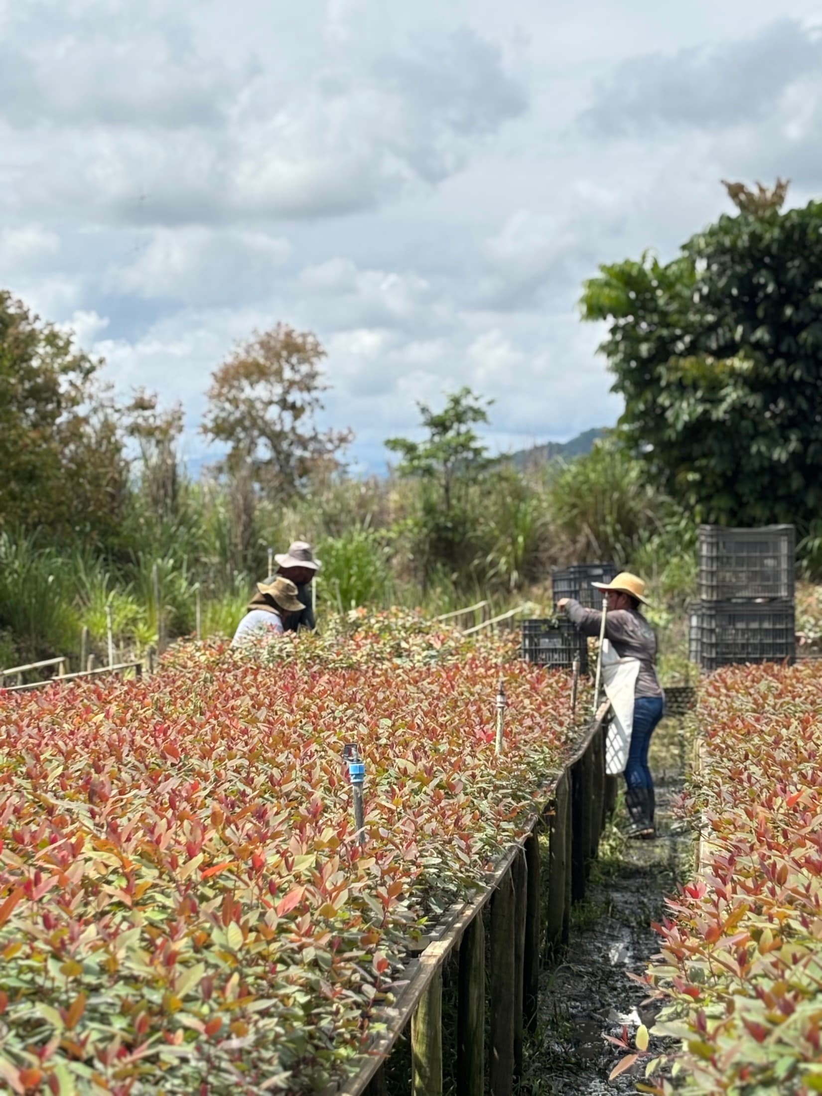 Equipe da AgroProjetos em operação no viveiro de mudas