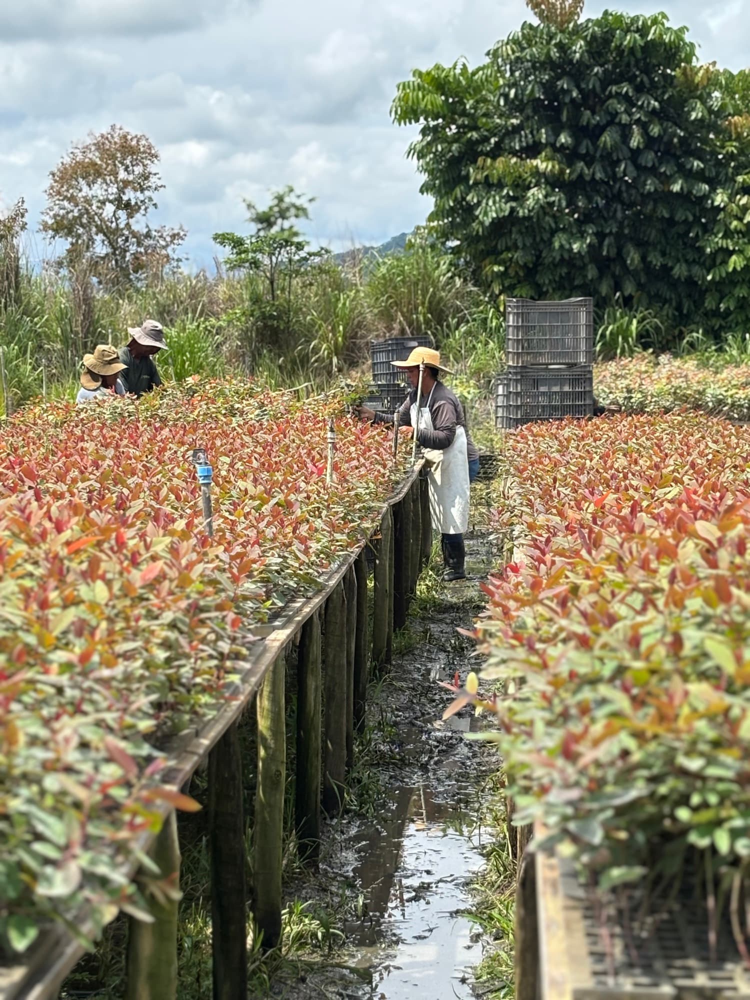 Equipe da AgroProjetos selecionando mudas no viveiro